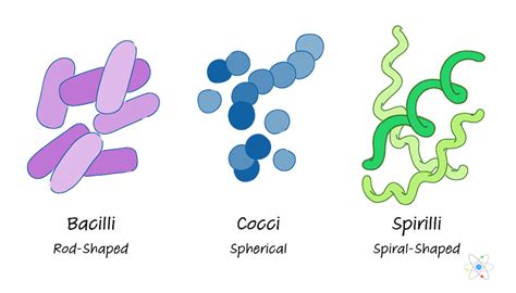 Types Of Spiral Bacteria