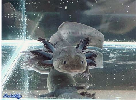 Melanoid Axolotl - Axolotls NYC