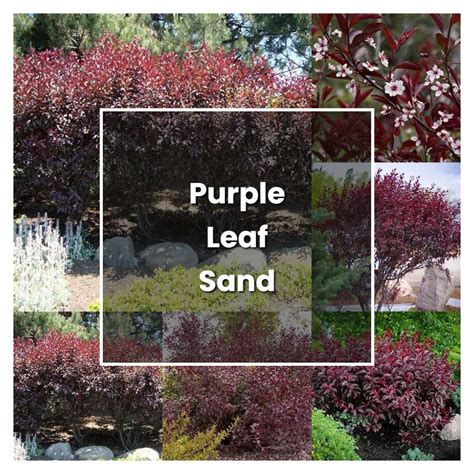 How to Grow Purple Leaf Sand Cherry Bush - Plant Care & Tips | NorwichGardener