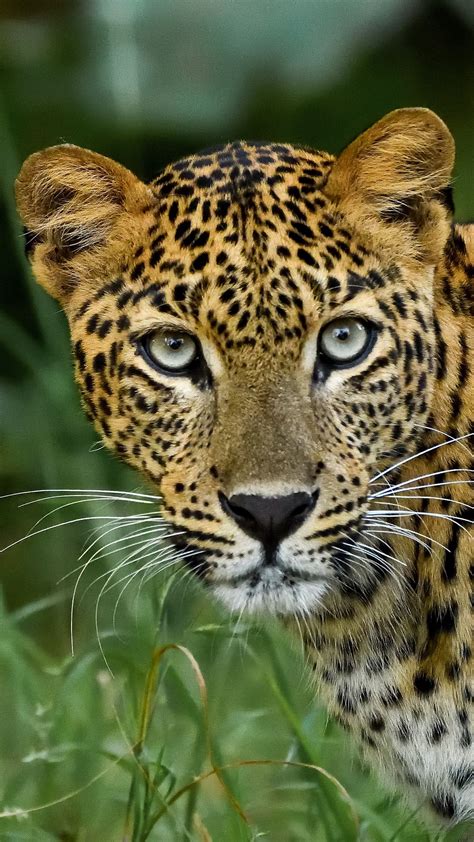 Download wallpaper 1080x1920 leopard, big cat, predator, glance, spotted samsung galaxy s4, s5 ...