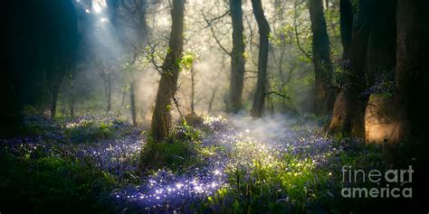 Ethereal forest scene with bluebells v2 Digital Art by Christopher Harnwell - Fine Art America