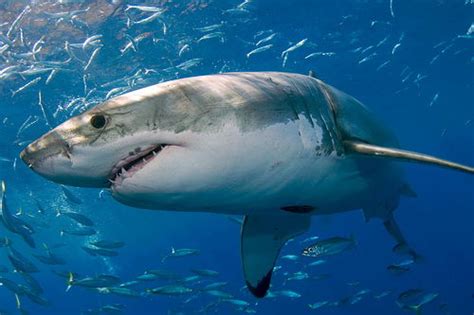 Great White Sharks Facts | Top 10 Interesting Facts