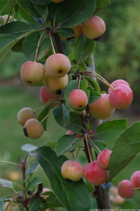 Crab Apples | La Rabine Jardin | La Rabine Jardin Blog - un jardin bio ...