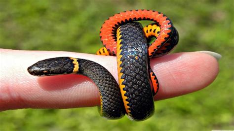 Barbados Threadsnake - Sareptiles View Topic Cute Little Thread Snake ...