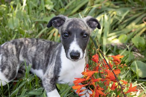 11 Best Whippet Breeders And The Signs Of A Good Breeder