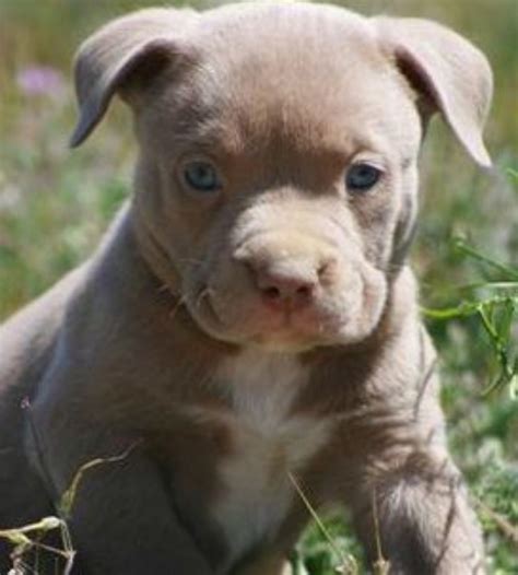 American Pit Bull Terrier Dog Breed Information, Images ...