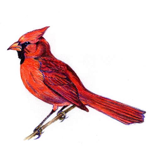 Cardinal Bird Drawing | Free download on ClipArtMag