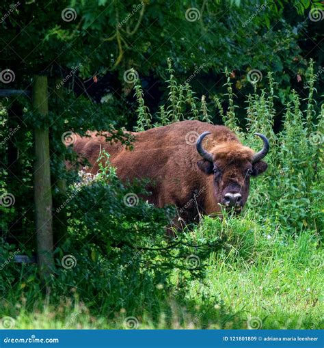 Wisent stock image. Image of bizon, wisent, wildlife - 121801809