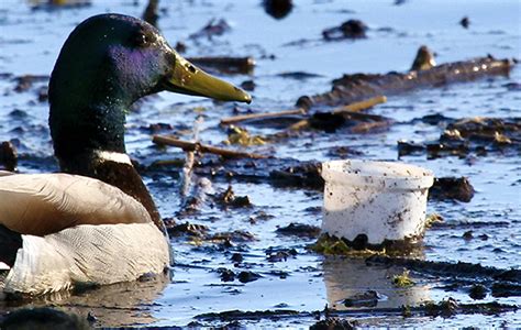 Photo challenge winners capture Canada’s lake biodiversity | Columbia ...