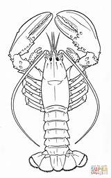 Lobster coloring Page  Free Printable Coloring Pages sketch template