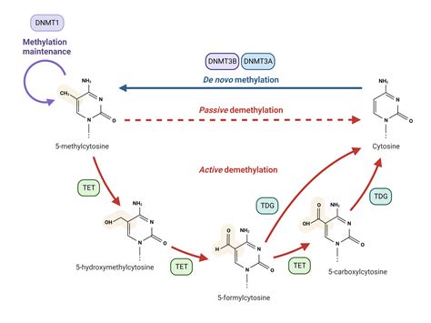 DNA Methylation | AAT Bioquest