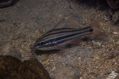 Cooks cardinalfish-Facts and Photographs | Seaunseen