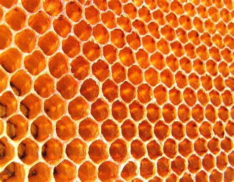 Honeycomb | www.youtube.com/watch?v=dY7iATJVCso | Karunakar Rayker | Flickr