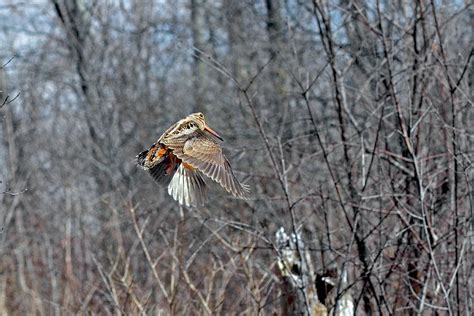 American Woodcock In-Flight Woodcock Flight Killard Reserve Nature ...