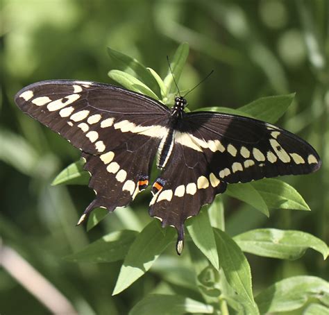 Giant Swallowtail Butterfly Range