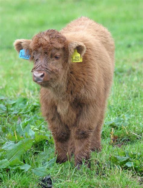 Highland Cattle Calf 1 stock photo. Image of highland, mammal - 50338