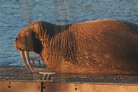 Where is Thor the Walrus now? Latest on marine mammal seen in Blyth after Scarborough fireworks ...