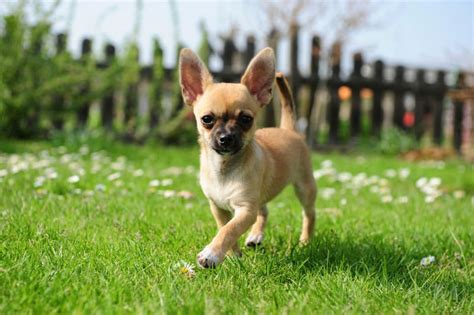 15 Cute Dog Breeds That Stay Small Forever | Gainesville Vets