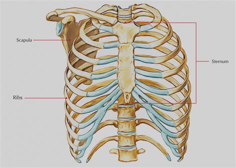 Breast Bone Anatomy - Anatomy Reading Source