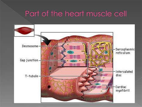 PPT - the Heart Muscle Cell ( Cardiac striated muscle ) PowerPoint ...