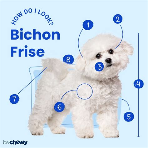 Bichon Frise Breed: Characteristics, Care & Photos | BeChewy