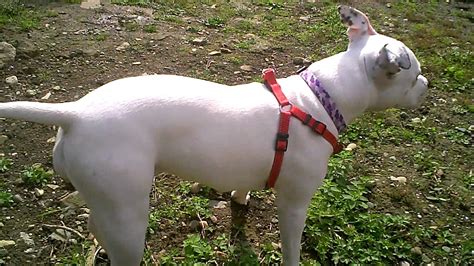 Trixie The White Amstaff/Staffy Pup 1 (Read info!) - YouTube