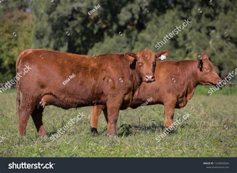 Angus Cattle Farming Stock Photo 1143043544 | Shutterstock