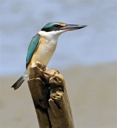 Sacred Kingfisher | BIRDS in BACKYARDS