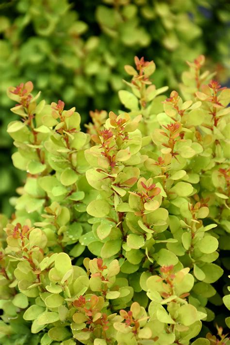 Golden Rocket Japanese Barberry (Berberis thunbergii 'Golden Rocket ...