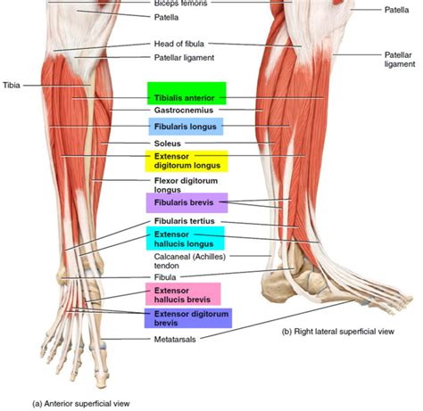 Foot Drop - Causes, Foot Drop Nerve, Symptoms, Prevention & Treatment