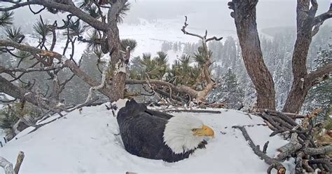 Experts: Big Bear bald eagle eggs unlikely to hatch in nest - CBS Los ...