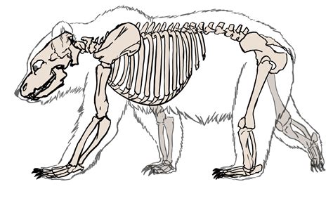 Bear Anatomy | Skeleton drawings, Skeleton illustration, Animal skeletons