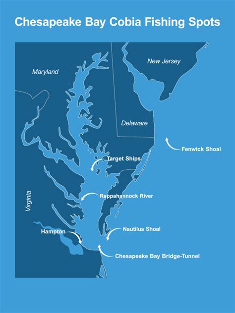 How to Fish for Cobia in the Chesapeake Bay: The Complete Guide ...