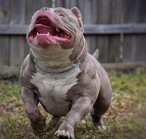 VENOMLINE POCKET BULLY KENNEL: LATEST NEWS, PUPPIES FOR SALE, UPCOMING ...