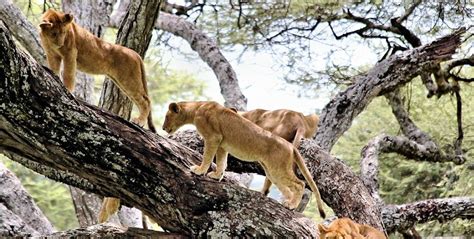 Tree-climbing lions Lake Manyara National Park- How to get there