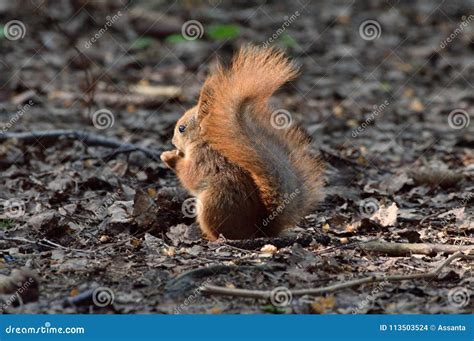 Cute Baby Squirrel Eating a Nut on the Ground Stock Photo - Image of ...