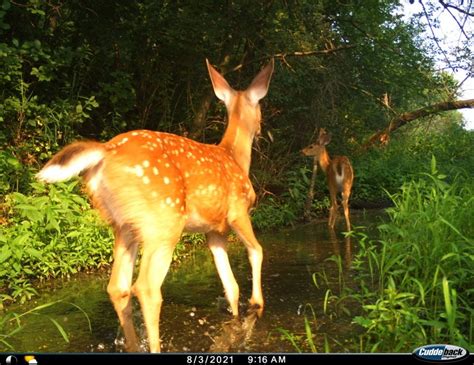 Deer Trail Cam Photo