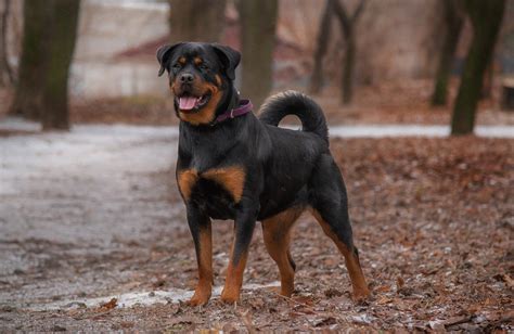 German Rottweiler - Animals Around The Globe