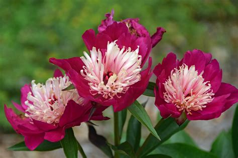 Southern Peony: 2017 Peony Bloom Clusters - Late Season