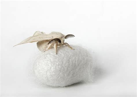 Silk Moth on Silk Cocoon stock photo. Image of fiber - 11331292