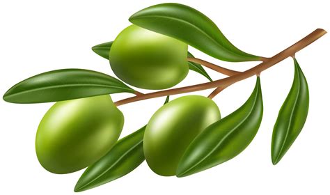 clipart olive 10 free Cliparts | Download images on Clipground 2024