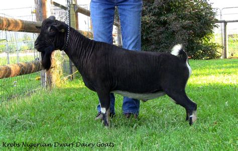 Nigerian Dwarf Goats - Krebs Farm