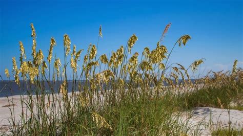 10 Most Beautiful Oceanfront Campgrounds in South Carolina