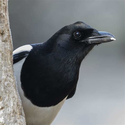 All about the Magpie - GardenBird