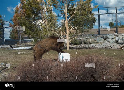 Brown bear drinking water at the zoo Stock Photo - Alamy