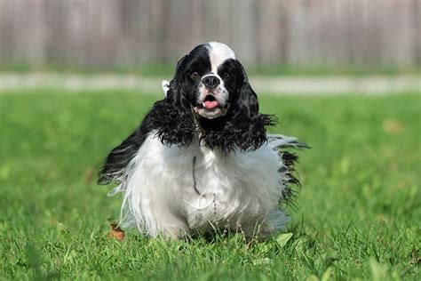 Cocker Spaniel Dog Breed Information