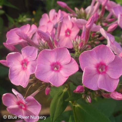 Phlox paniculata 'Junior Bouquet' | Fleurs, Plante