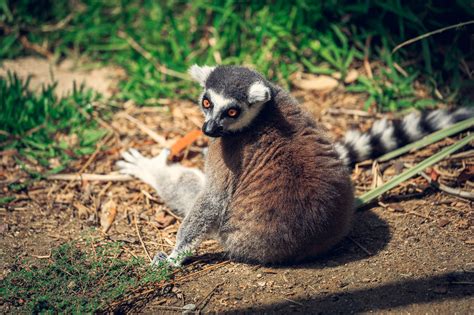 https://flic.kr/p/vy8fkF | Sitting Lemur | Taken at the San Diego Safari Park, California San ...