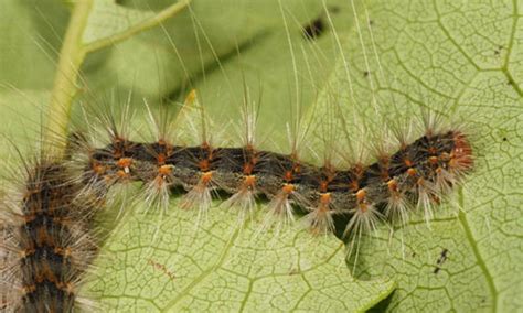 Fall webworm - Alchetron, The Free Social Encyclopedia