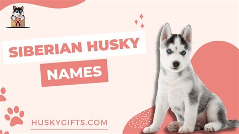 100 Best Siberian Husky Names (Female & Male Husky Names)